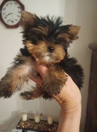 yorkshire terrier , yorky