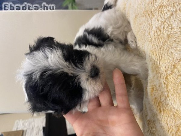 Bichon havanese szépség