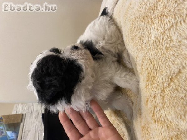 Bichon havanese szépség