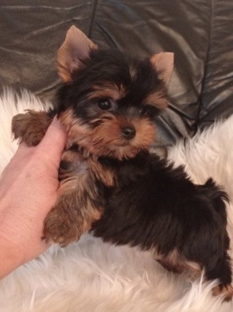 yorkshire terrier , yorky