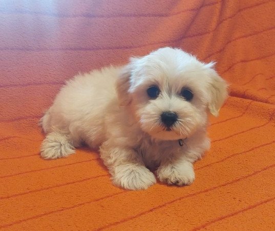 Bichon havanese