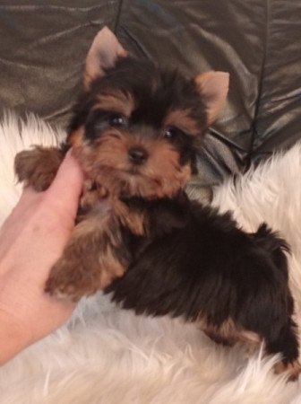 yorkshire terrier , yorky