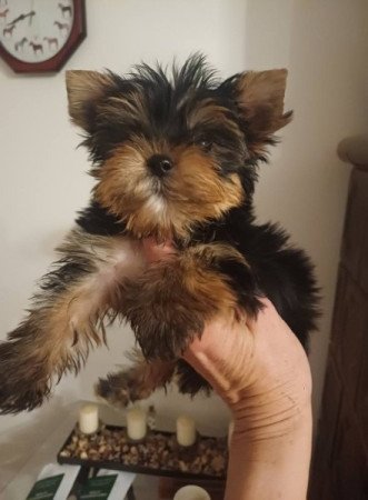 yorkshire terrier , yorky