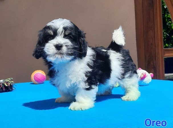 Bichon Havanese