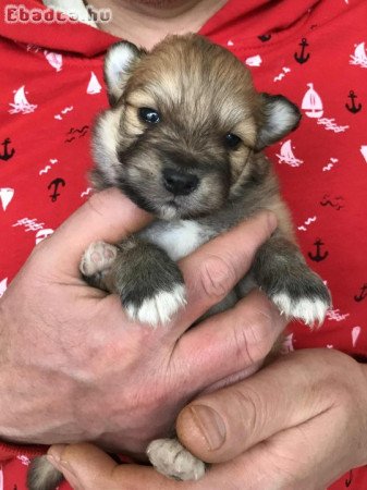 Foglalhatóak,tündéri Spicc, Spitz fiú  kutyusok!