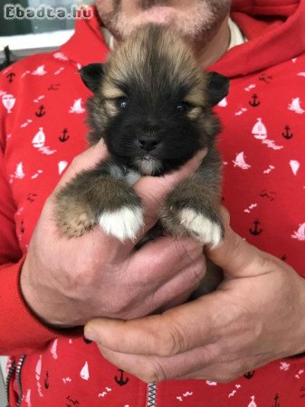 Foglalhatóak,tündéri Spicc, Spitz fiú  kutyusok!