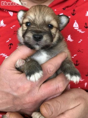Foglalhatóak,tündéri Spicc, Spitz fiú  kutyusok!