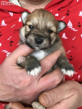 Foglalhatóak,tündéri Spicc, Spitz fiú kutyusok!