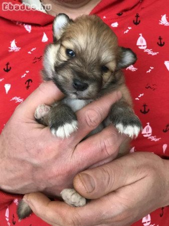 Foglalhatóak,tündéri Spicc, Spitz fiú kutyusok!