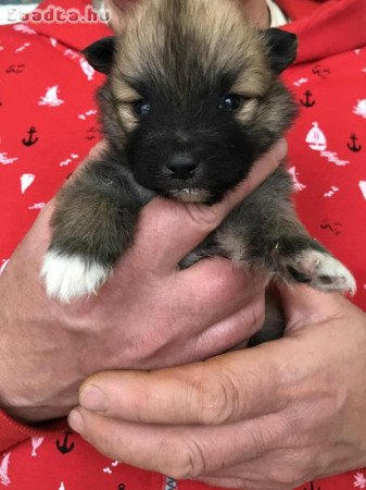 Foglalhatóak,tündéri Spicc, Spitz fiú kutyusok!