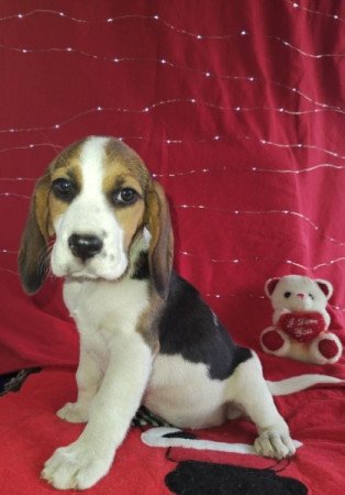 Beagle
