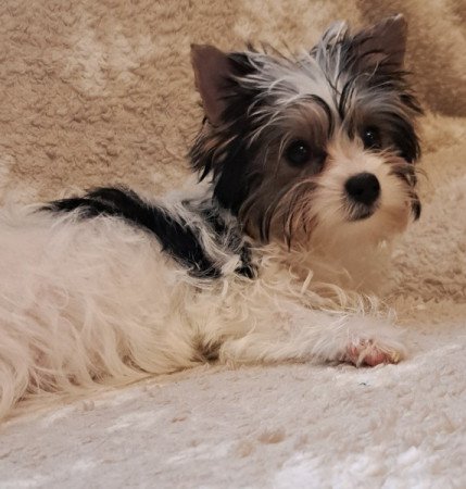 Biewer yorkshire terrier