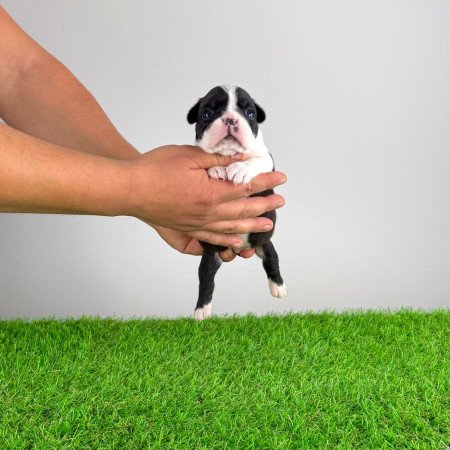 Törzskönyves Boston terrier kiskutya