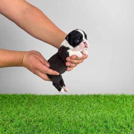 Törzskönyves Boston terrier kiskutya