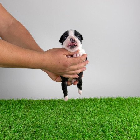 Törzskönyves Boston terrier kiskutya