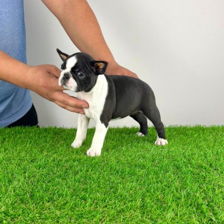 Törzskönyves Boston terrier kiskutya