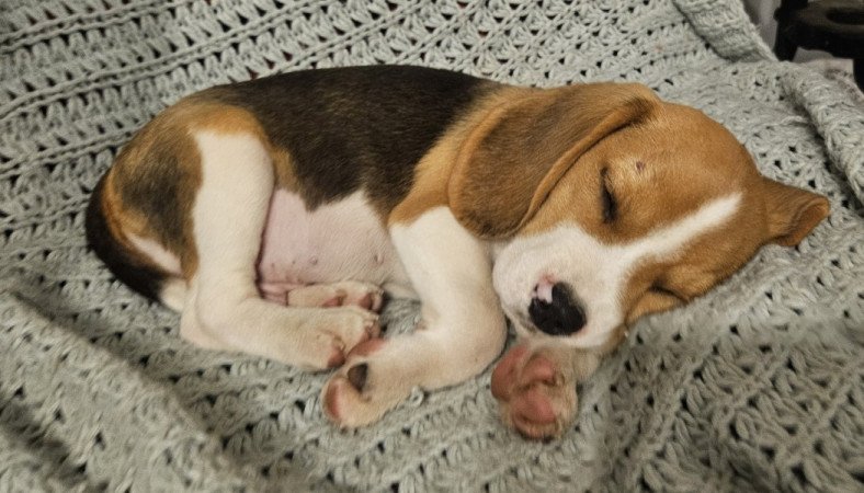 Beagle