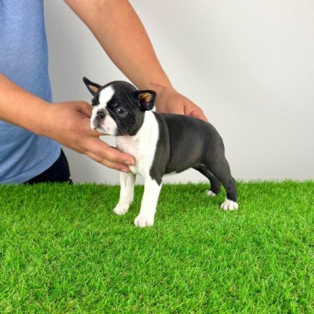 Boston terrier