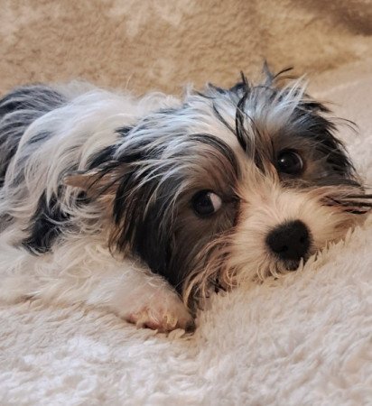 Biewer yorkshire terrier