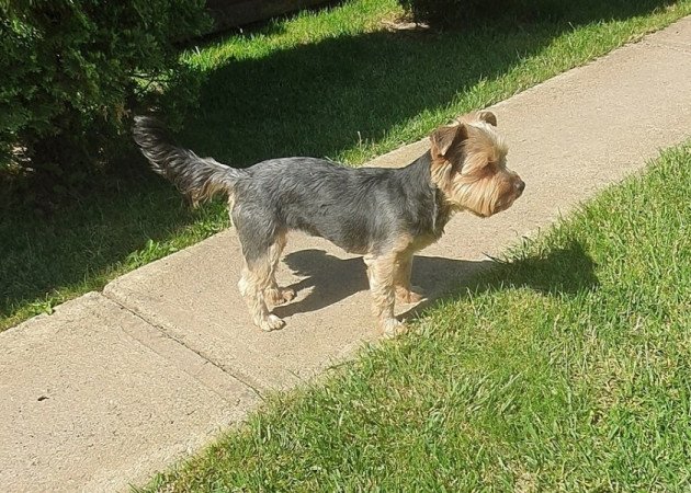 yorkshire terrier