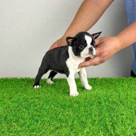 Boston terrier