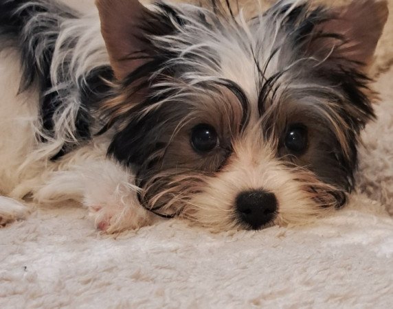 Biewer yorkshire terrier