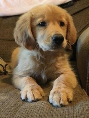 Golden retriever