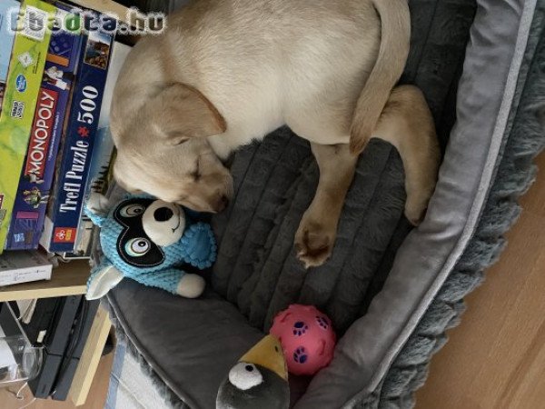 Labrador kölyök kis lány