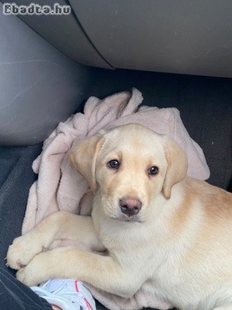 Labrador kölyök kis lány
