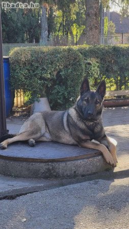 7 hónapos belga juhász malinois szuka