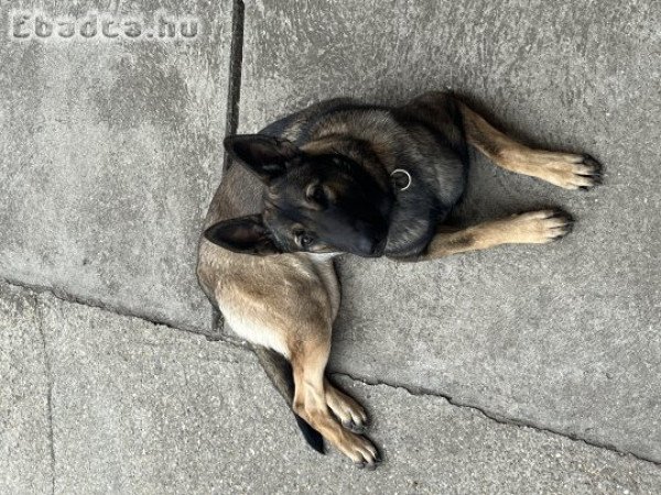 7 hónapos belga juhász malinois szuka