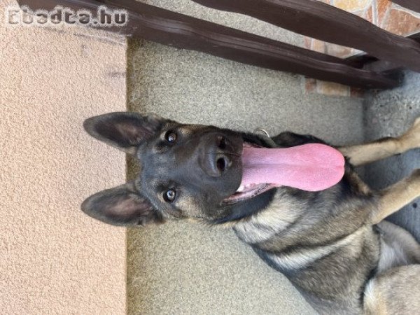 7 hónapos belga juhász malinois szuka