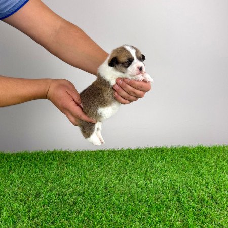 Törzskönyves Pembroke Welsh Corgi kiskutya