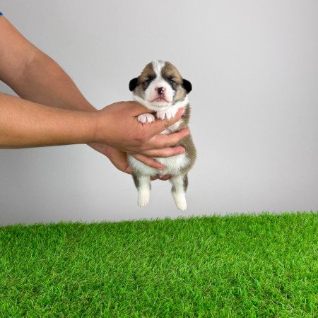 Törzskönyves Pembroke Welsh Corgi kiskutya