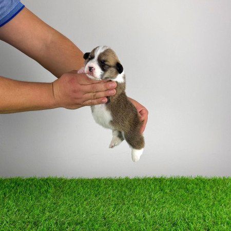 Törzskönyves Pembroke Welsh Corgi kiskutya