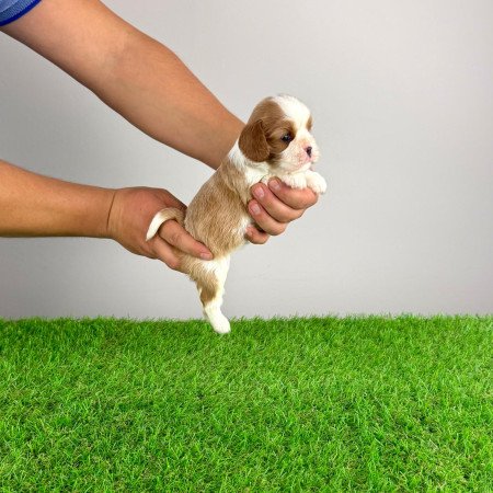 Törzskönyves Cavalier King Charles spániel kiskutya