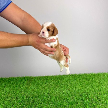 Törzskönyves Cavalier King Charles spániel kiskutya