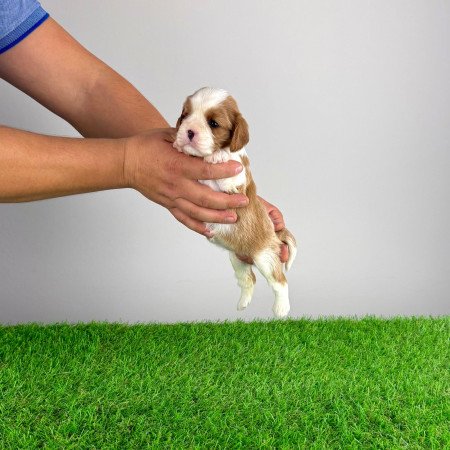 Törzskönyves Cavalier King Charles spániel kiskutya