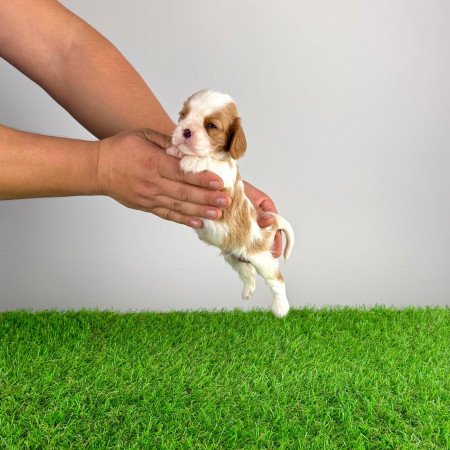 Törzskönyves Cavalier King Charles spániel kiskutya