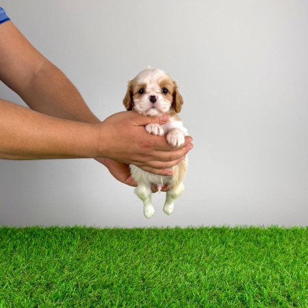 Törzskönyves Cavalier King Charles spániel kiskutya