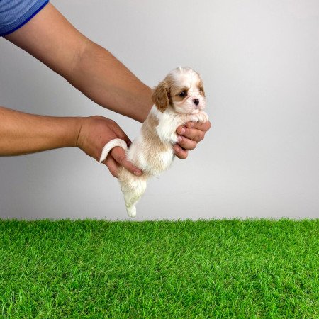 Törzskönyves Cavalier King Charles spániel kiskutya