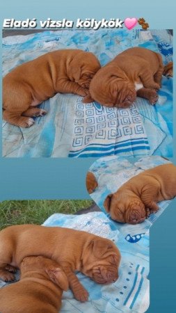 Vizsla