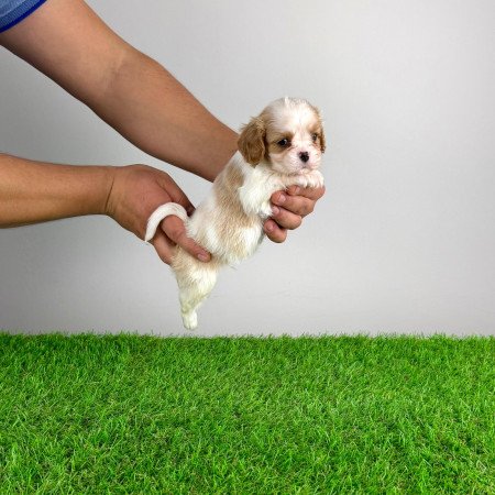 Törzskönyves Cavalier King Charles spániel kiskutya