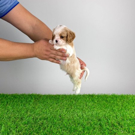 Törzskönyves Cavalier King Charles spániel kiskutya