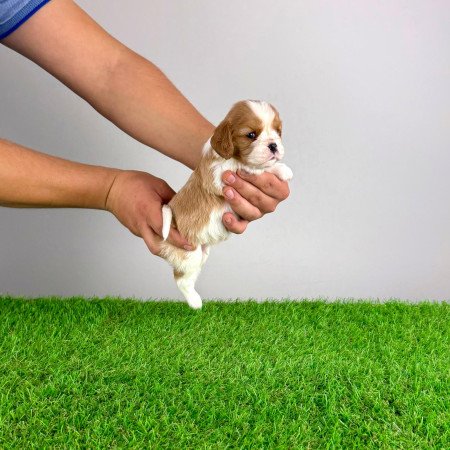 Törzskönyves Cavalier King Charles spániel kiskutya