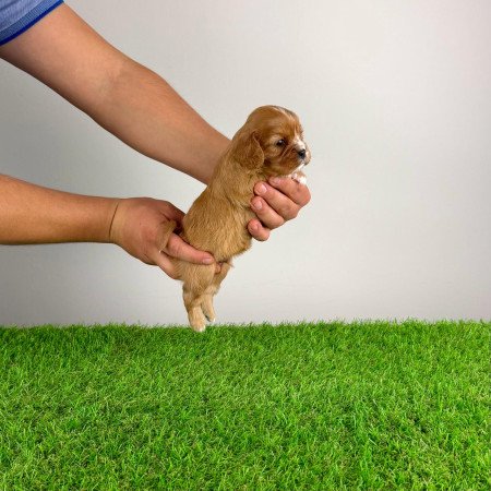 Törzskönyves Cavalier King Charles spániel kiskutya