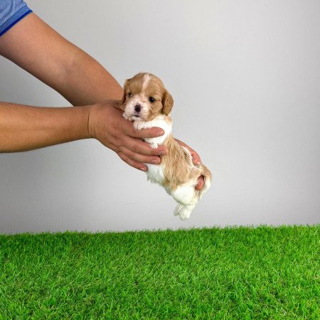 Törzskönyves Cavalier King Charles spániel kiskutya