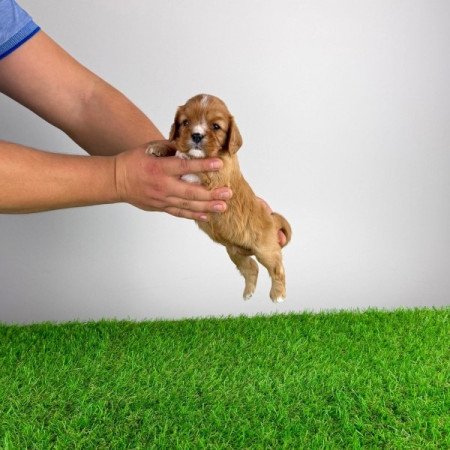 Cavalier King Charles spániel