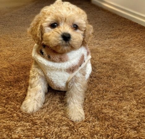 Maltipoo maltai selyem es torpe uszkar