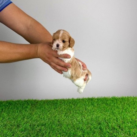 Cavalier King Charles spániel